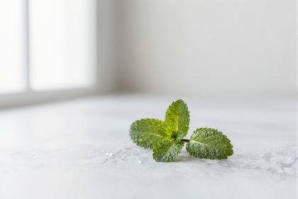 Frische Minzblätter mit Wassertropfen