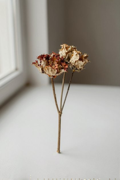 Trockenblumen (hoch)