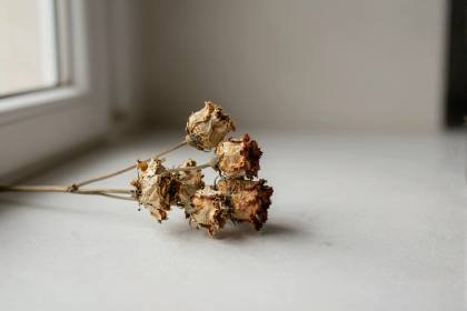 Trockenblumen (quer)