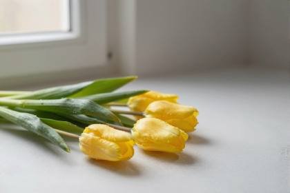 Tulpenbund (quer)