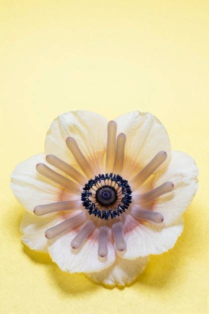Anemone mit markantem Blütenherz