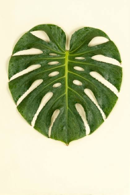 Großes Monstera-Blatt mit Adern