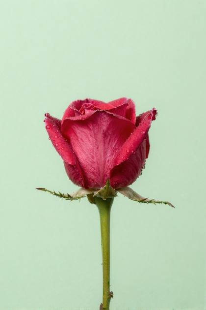 Rosenknospe mit Morgentau