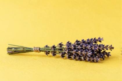 Lavendelbund mit feinen Knospen