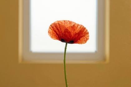 Mohnblüte im Gegenlicht