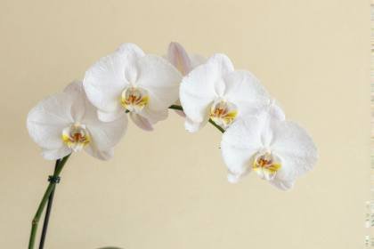 Weiße Orchidee im Bogen
