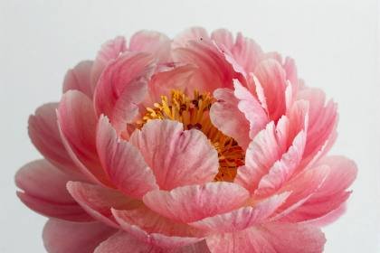 Pfingstrose in voller Blüte