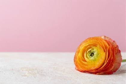 Ranunkel mit dichten Blütenblättern