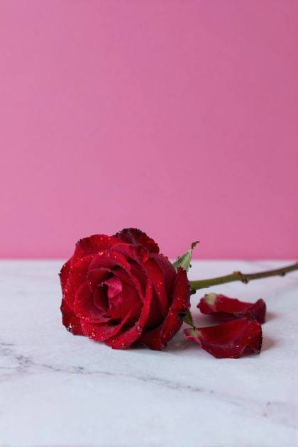 Rote Rose mit Tautropfen