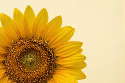 Sonnenblume ganz nah