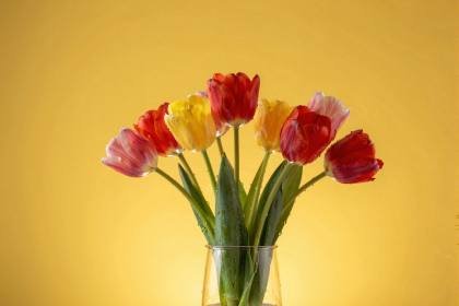 Tulpen im Glas
