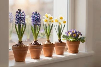 Frühlingsblumen am Fenster