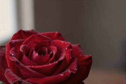 Rote Rose ganz nah