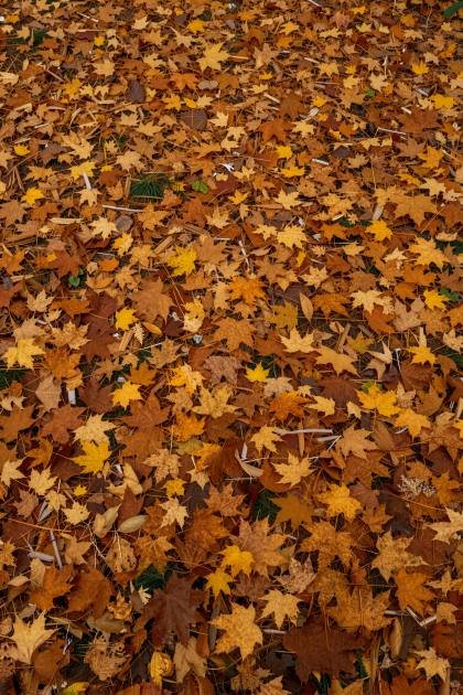 Herbstlaub (hoch)