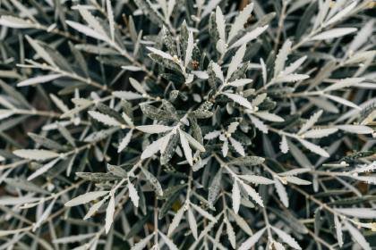 Olivenblätter (quer)