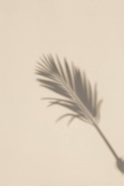 Palmenschatten