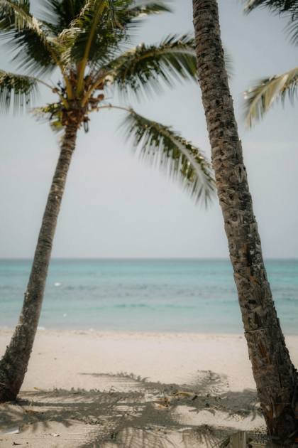 Palmen am Strand (hoch)