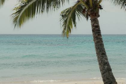 Palmen am Strand (quer)