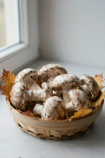 Herbstpilze (hoch)