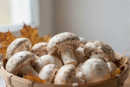 Herbstpilze (quer)