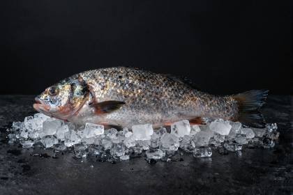 Frischer Fisch auf Eis