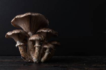 Pilze im Streiflicht