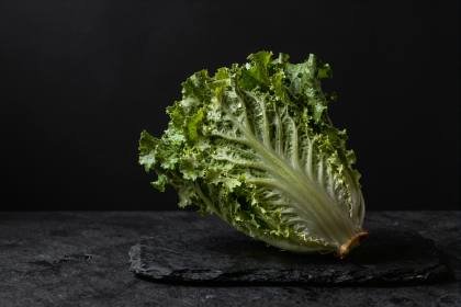 Salatkopf mit Tautropfen