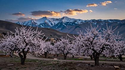 Mandelblüte vor Schneebergen