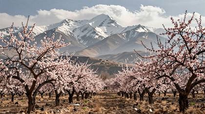 Mandelblüte im Frühling
